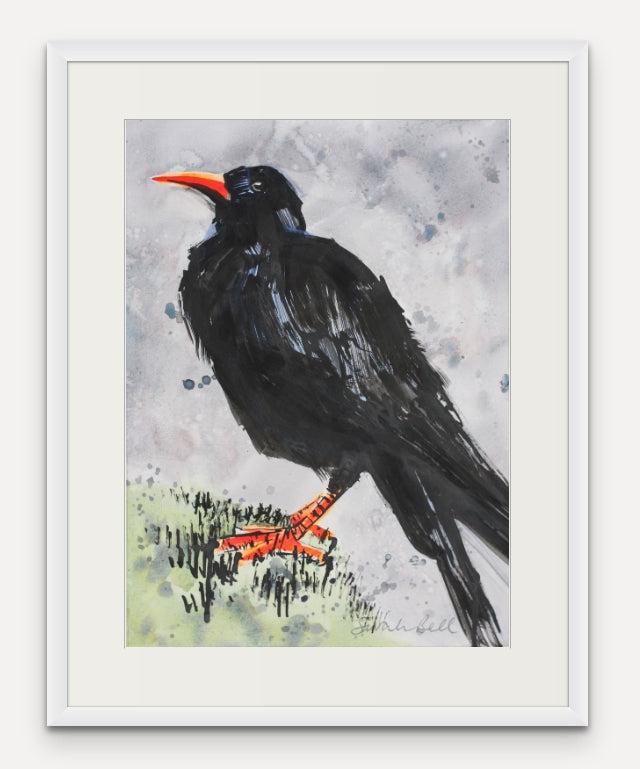 Sitting Chough 1