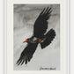 Flying Chough 4  SOLD