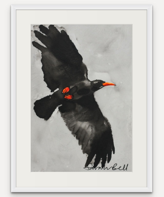 Flying Chough 5