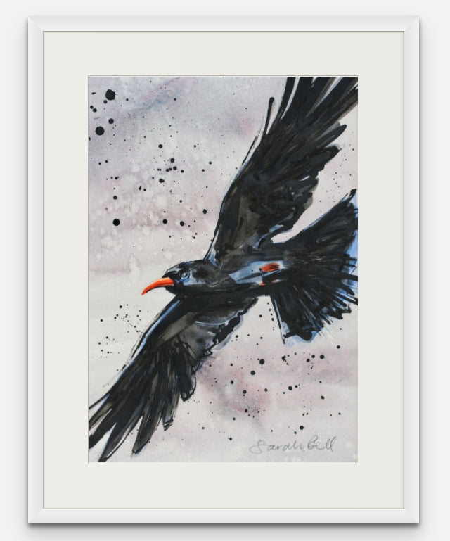 Flying Chough 6