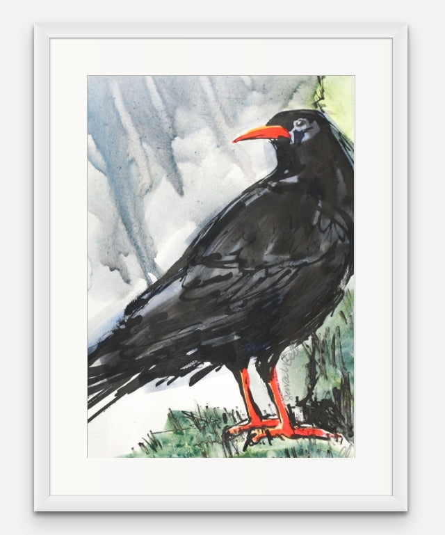 Sitting Chough
