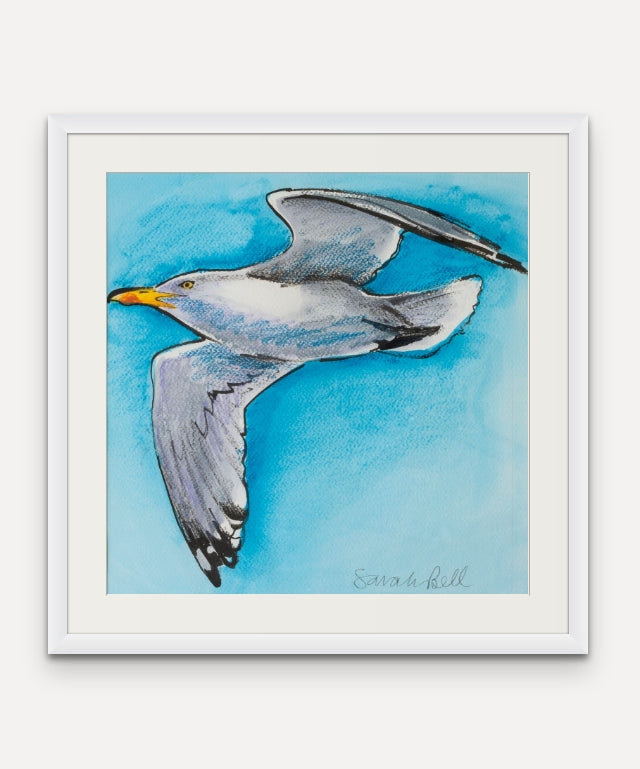 Herring Gull