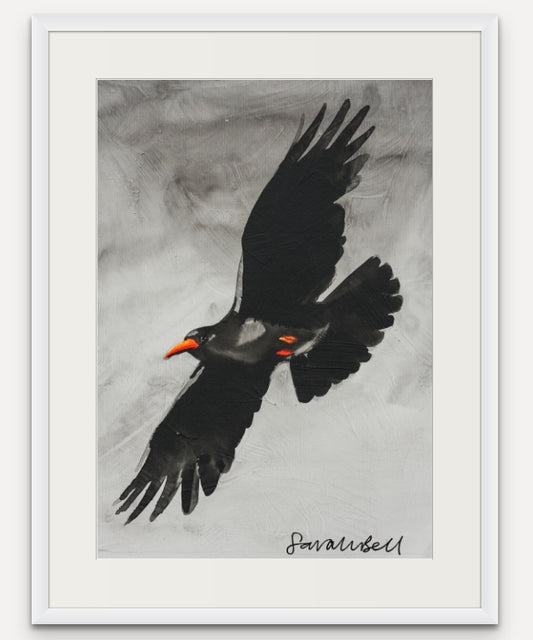 Flying Chough 4  SOLD